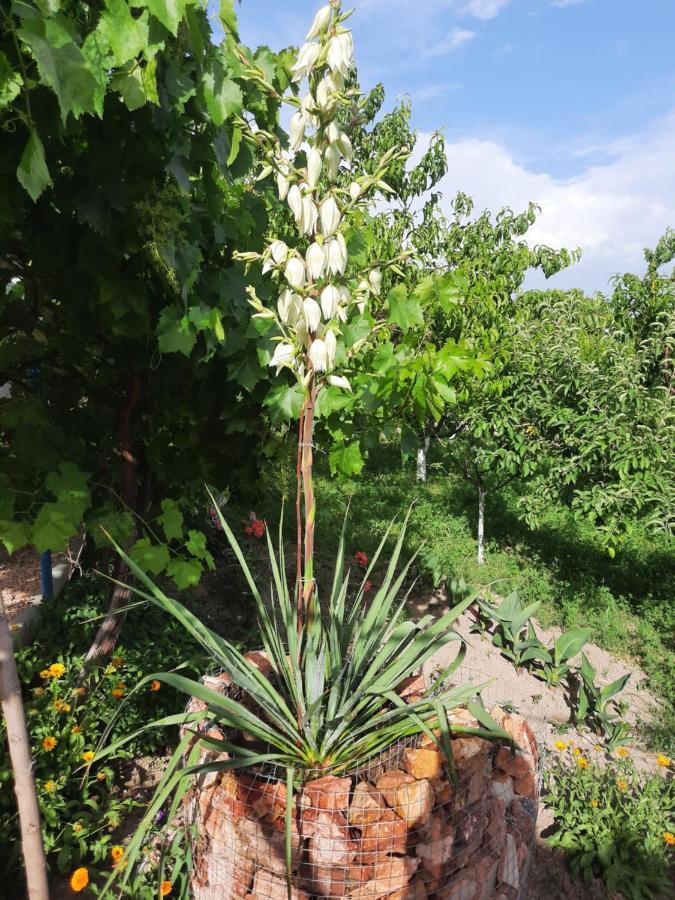 Ararat B&B Chʼiva Zewnętrze zdjęcie